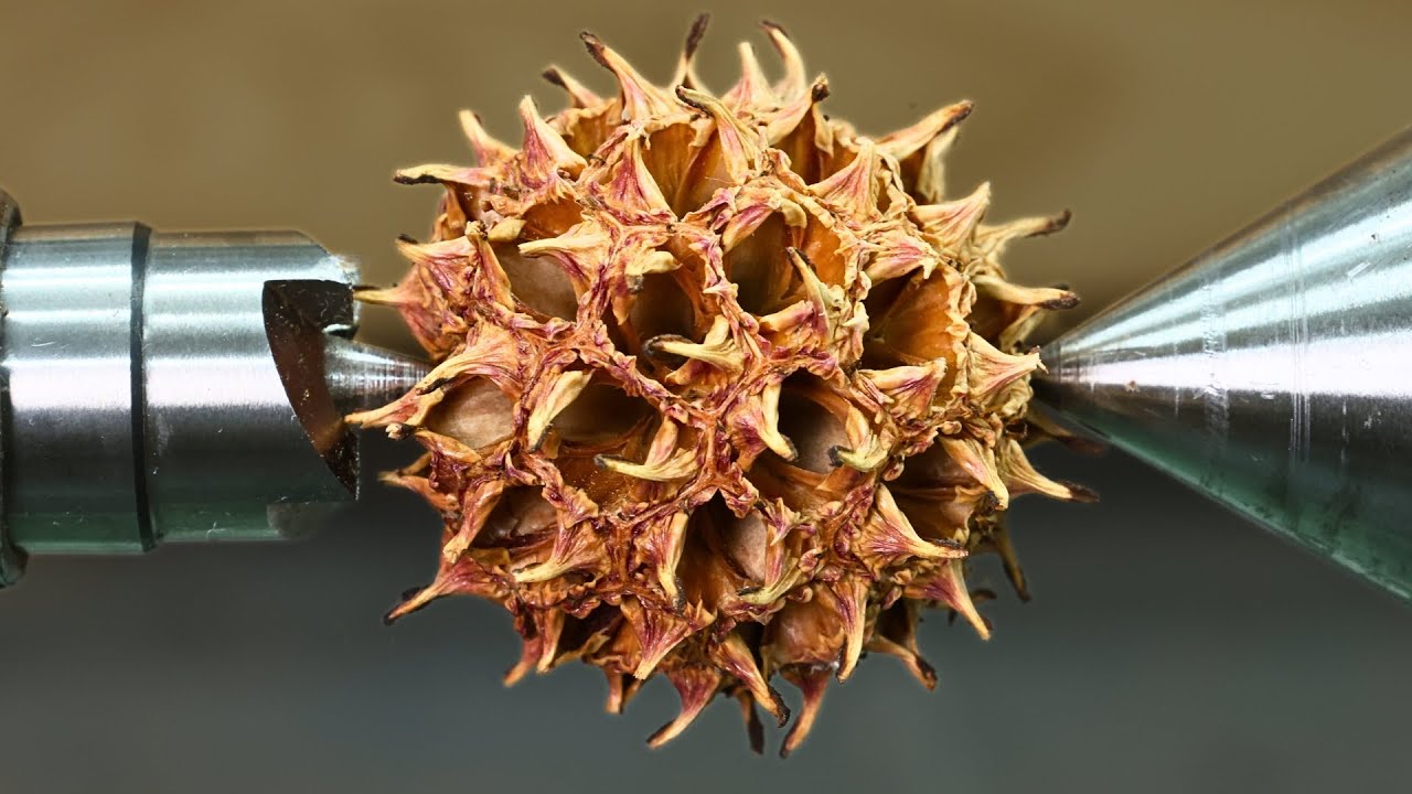 Crafting Beautiful Jar From Sweet Gum Seed Pods