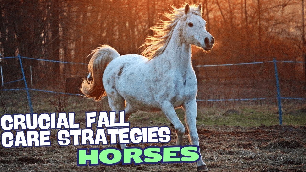 Crucial Fall Care Strategies for Ensuring Your Horse&rsquo;s Health🍁✨