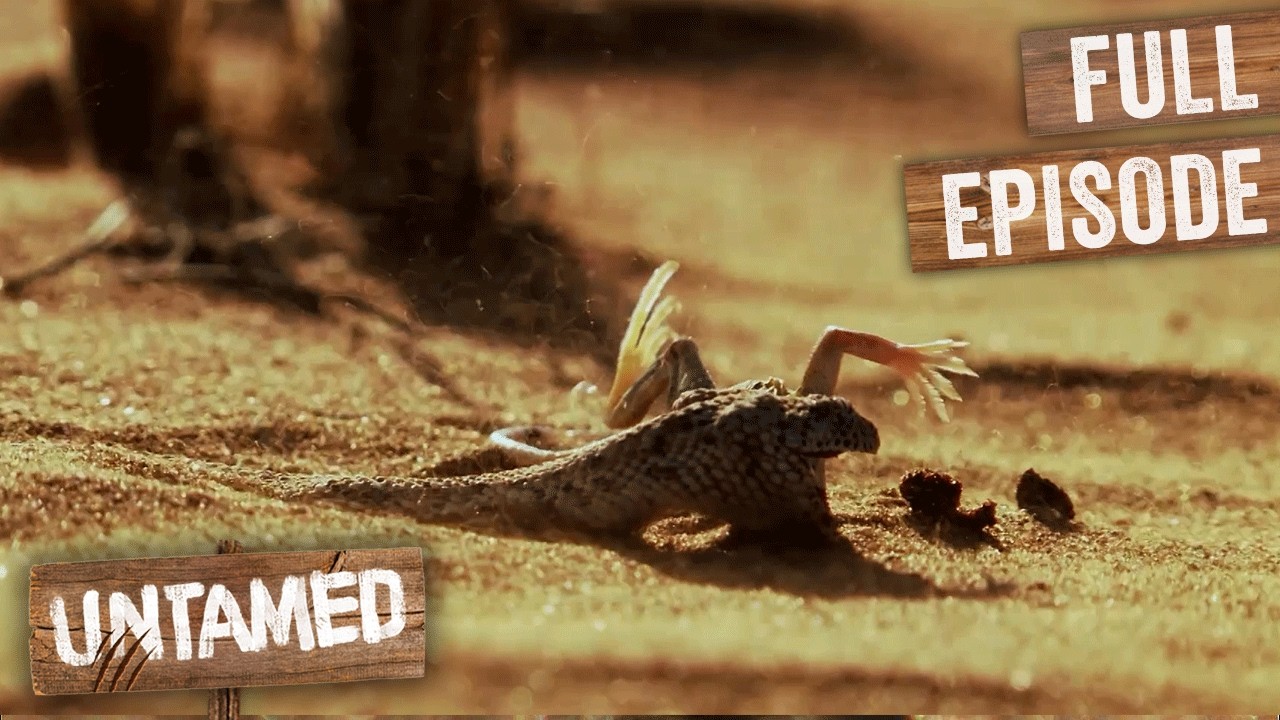 Second Fastest Snake On Earth Hunting Preys | Speed Kills | Untamed