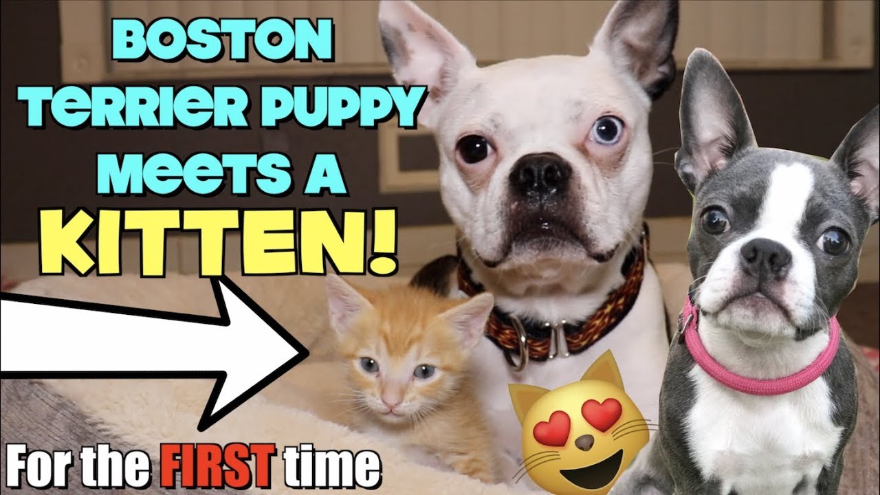 Boston Terrier Puppy meets a KITTEN for the first time TOO CUTE