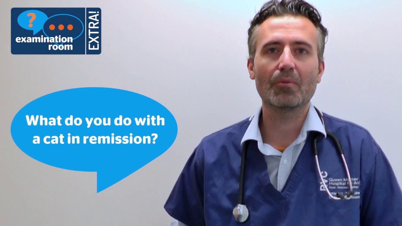 Feline diabetes Q&A #2: Remission