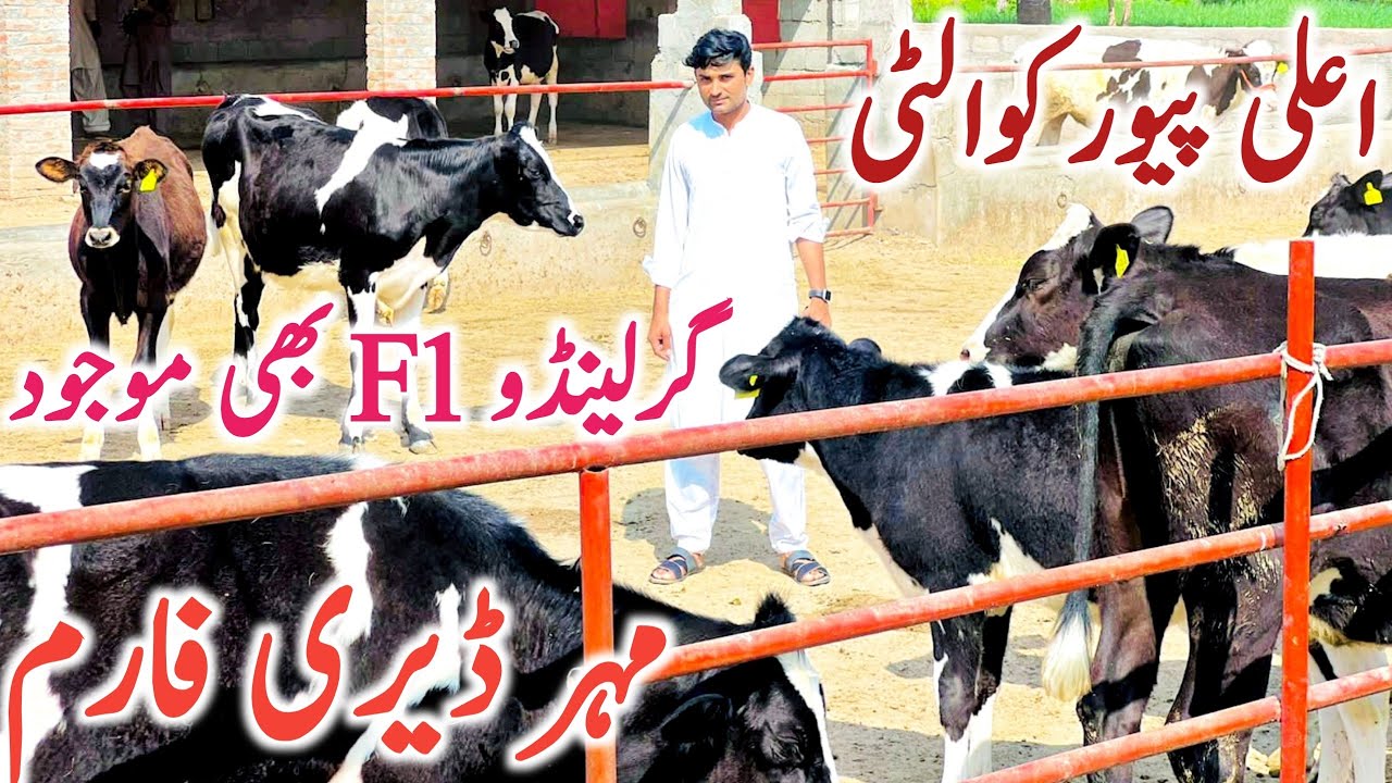 Australian Hiefers | Friesian Hiefers | Girlando Hiefers || Global Village Farming