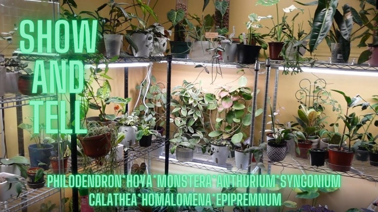 Lets Look at Some Plants | Houseplant show and tell | Partial Plant Collection Tour