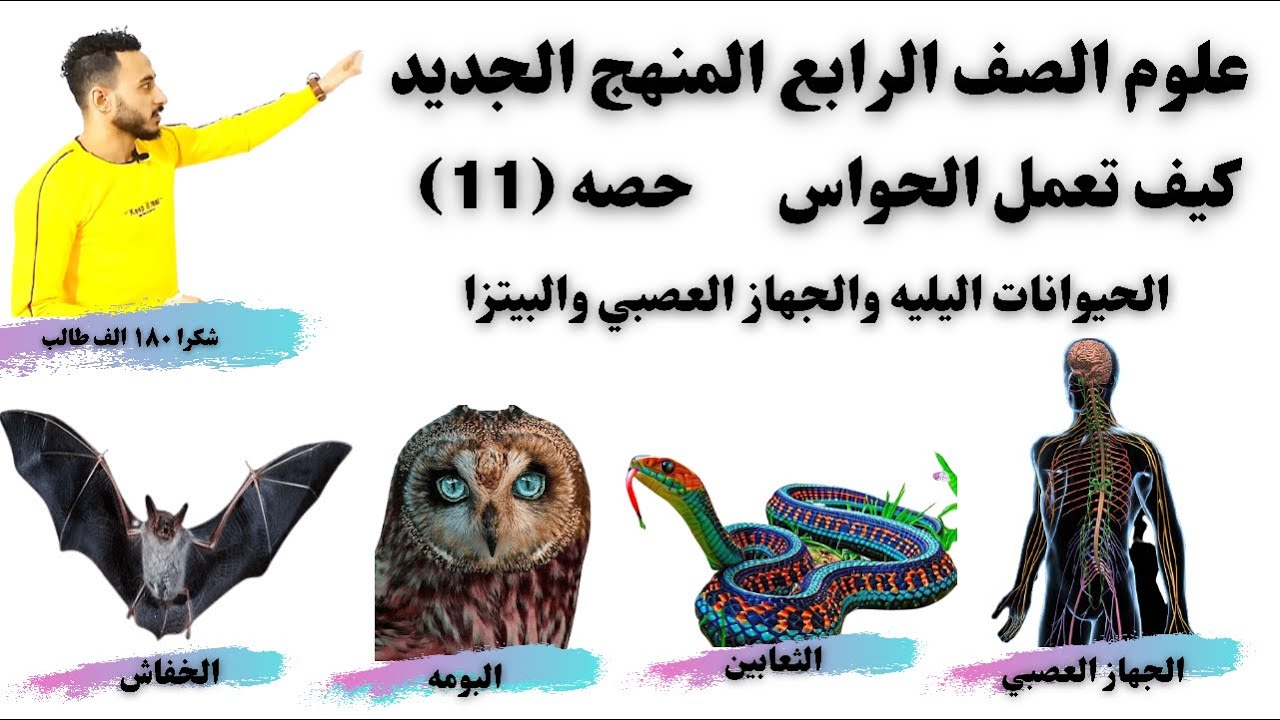 علوم الصف الرابع ٢٠٢٢| كيف  تعمل الحواس |الجهاز العصبي والبتزا والحيوانات اليليه ✔️