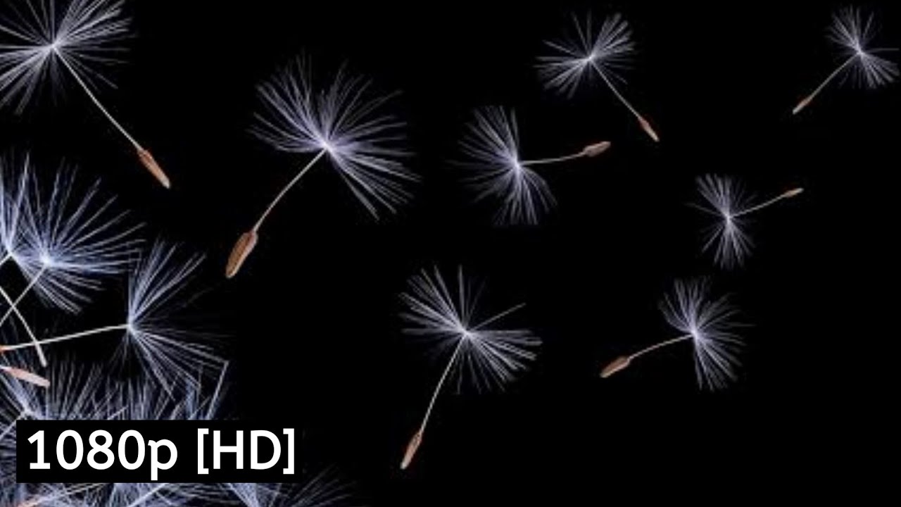 Dandelion | Black Screen | no copyright