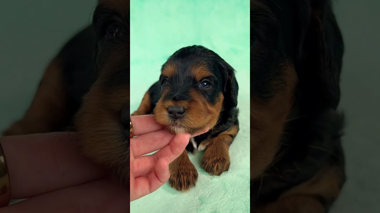 Maple-mini bernedoodle🧡 