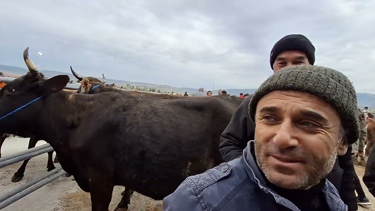 ÇORUM HAYVAN PAZARI BÜYÜKBAŞ 24 MART ÇEKİMİ 1.BÖLÜM 24 MART 2025