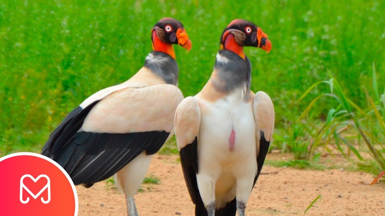 URUBU REI UMA AVE LINDA E RARA NO BRASIL
