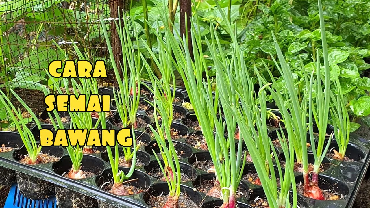 ✅CARA TANAM BAWANG MERAH || HASIL LUMAYAN