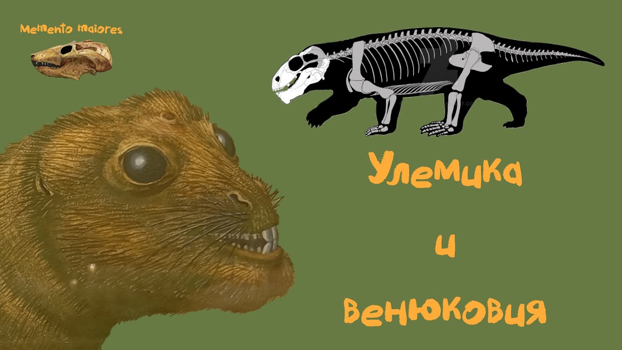 Улемика и венюковия. Помни о предках