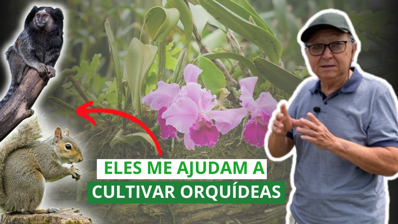 ELES VIVEM NO MEU SÍTIO - MASUJI KAYASIMA