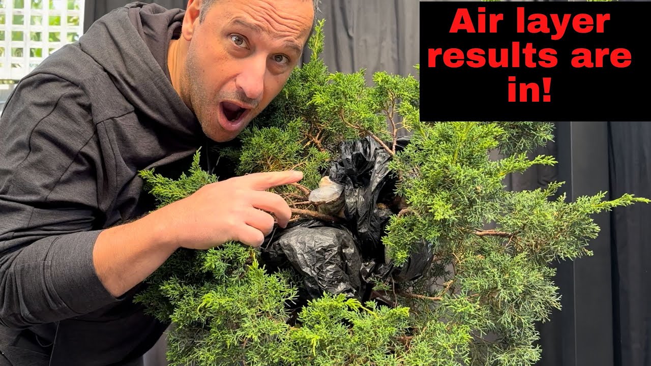 Bonsai Air Layering results reveal - 5 air layers shimpaku juniper