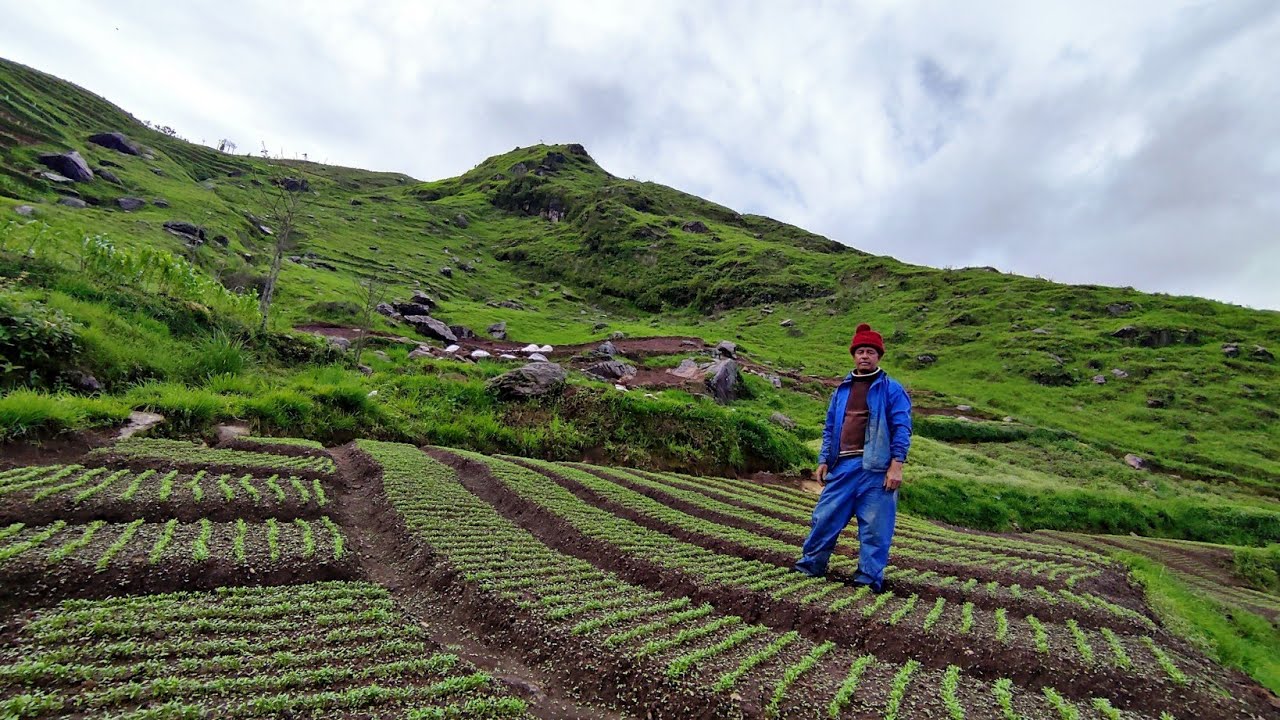 Organic Radish Farming in Hillside Nepal || Countryside Farming Nepal ||Radish Cultivation in Nepal