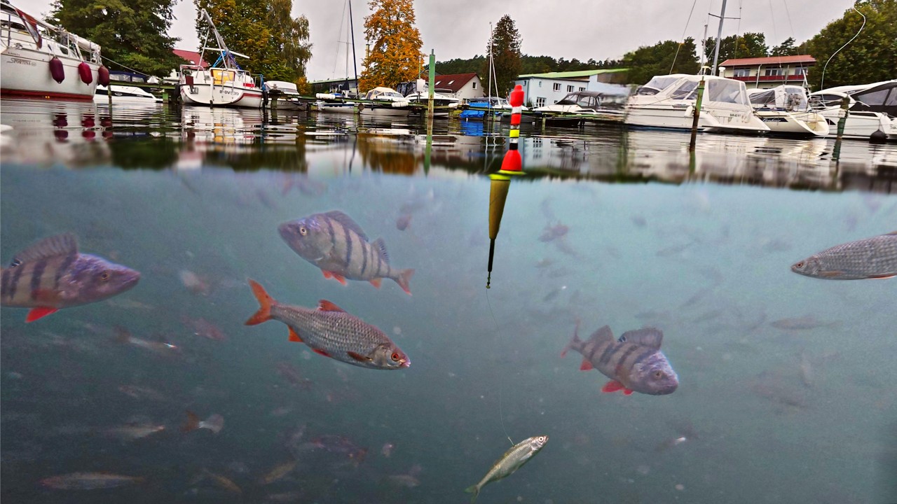 Kleiner Hafen VOLL Fisch bringt Ausnahmefänge!