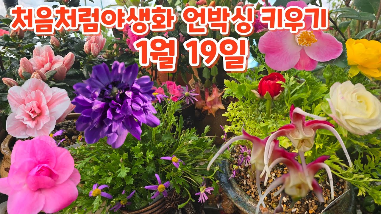 #처음처럼야생화 언박싱 #장미철쭉 #항의서동백 #양귀비삼지 #아네모네 #나낭크로스 #사계국화 #삼단앵초 키우기