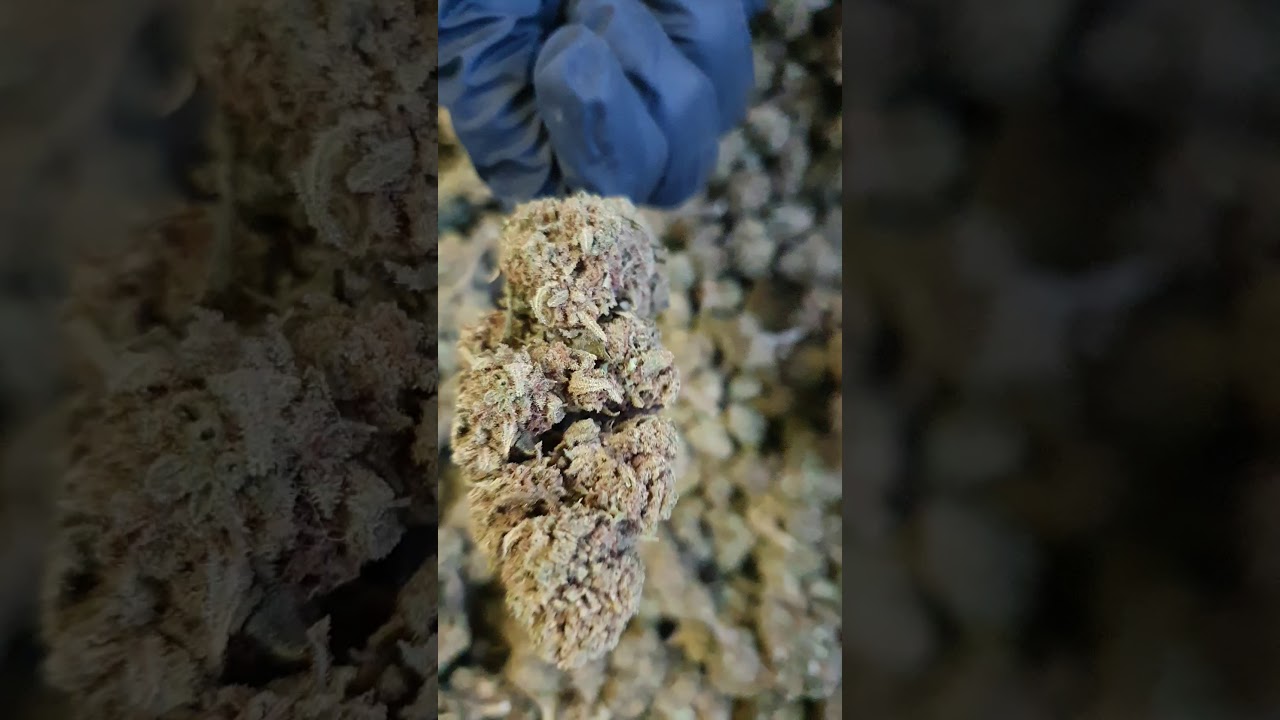 Fruit Cake CBD