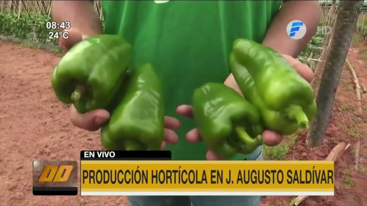 Producción hortícola en J.  Augusto Saldívar