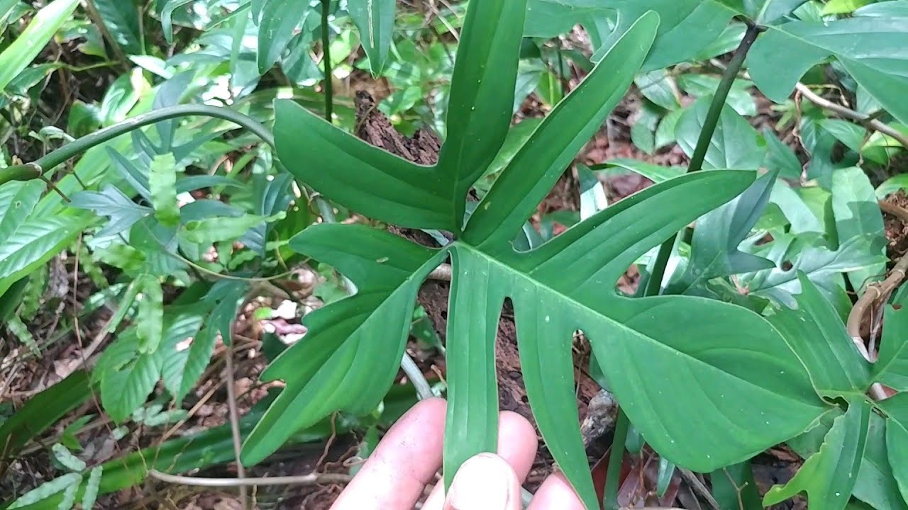 CONHEÇA OS LINDOS FILODENDROS, NA MATA ATLÂNTICA