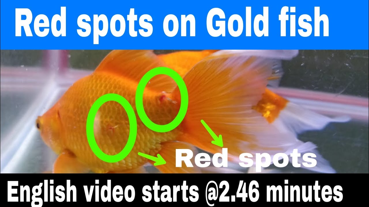Goldfish diseases Prevention & Treatment  IFish DrI