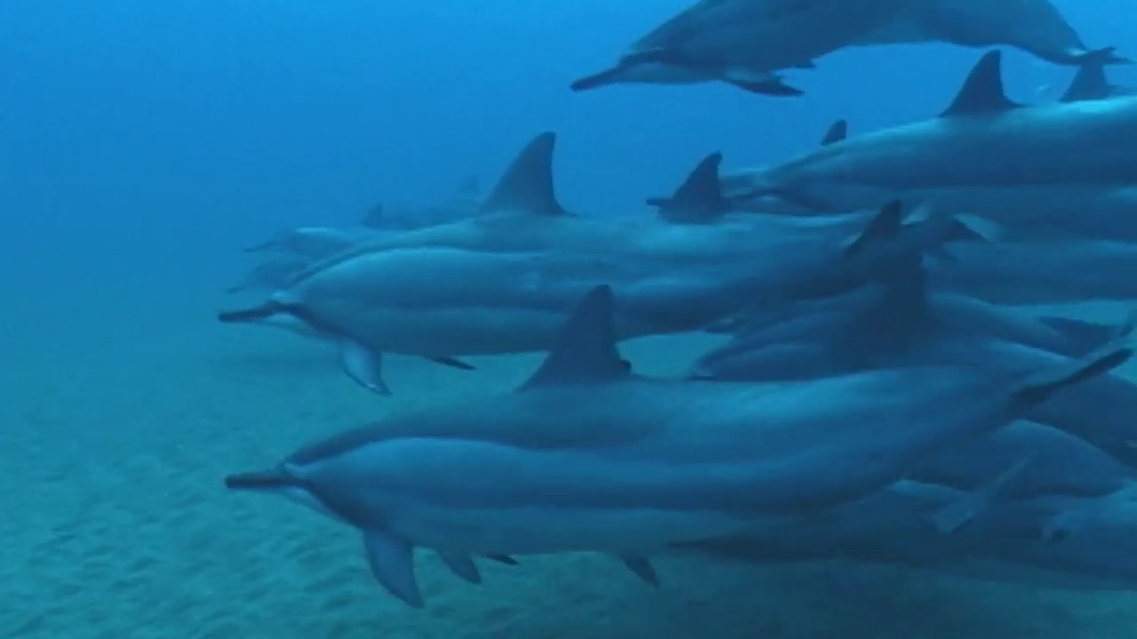 Maui Marine Life 2019