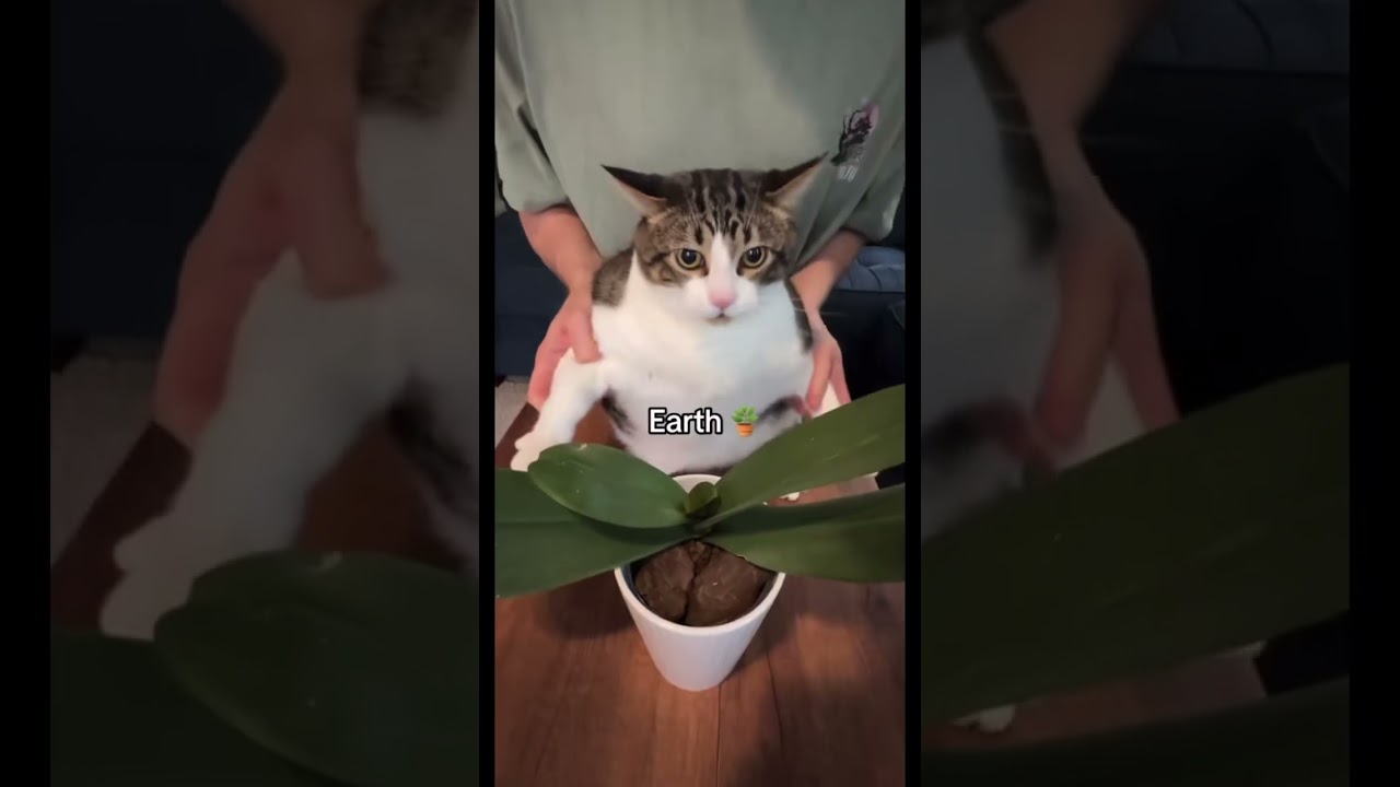 Can your cat do it better?    #avatar #firebender #airbender #waterbender #earthbender