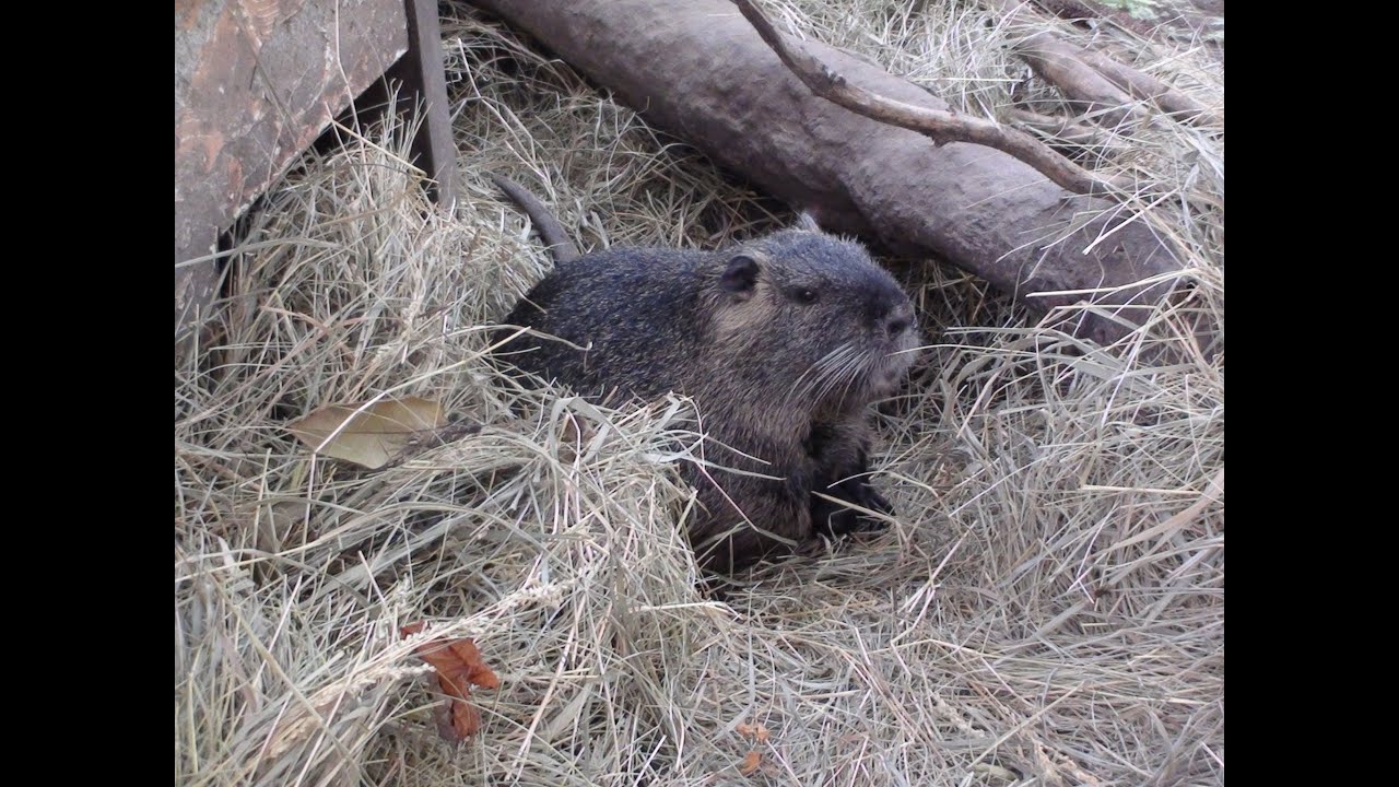 Нутрии в вольерах круглый год.