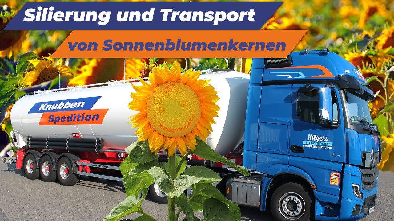 Silierung von Sonnenblumenkernen für den Export nach Dänemark
