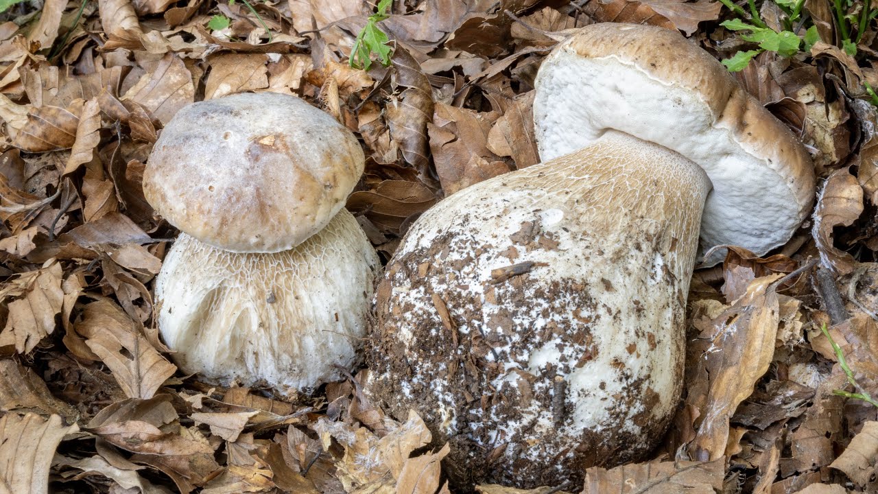 2023 | Le spie dei Funghi porcini!