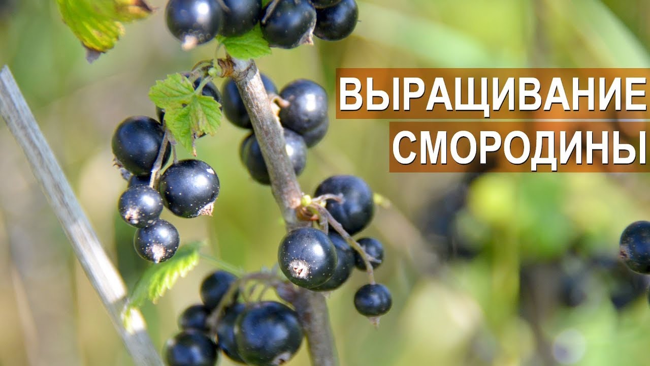 Смородина. Промышленное выращивание. ООО 