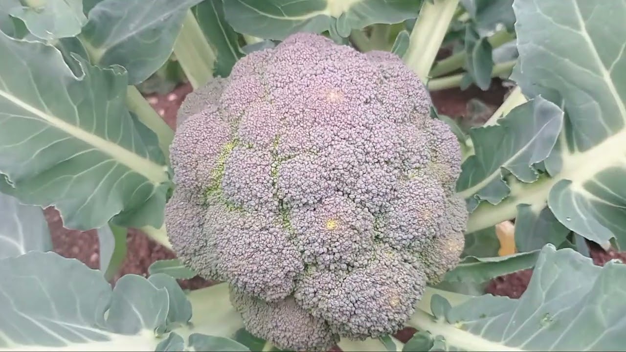 Agriculture work in Greece 🇬🇷 #namaste #viralvideo 