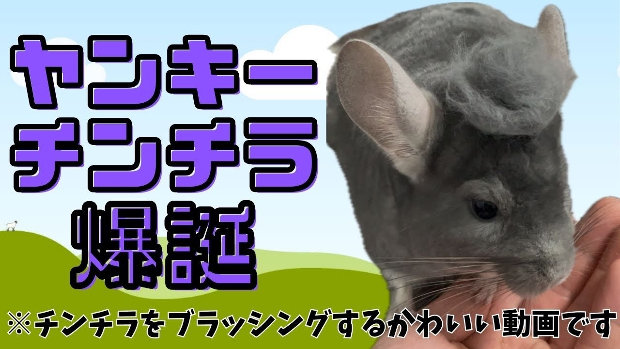 ツッパることがチンチラのたった一つの勲章だってこの胸に信じてブラッシングしてきた