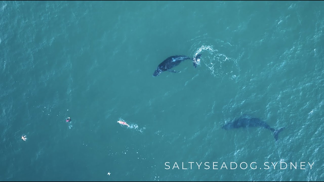 Bondi Swimmers Stalked by Inquisitive Humpback Whales