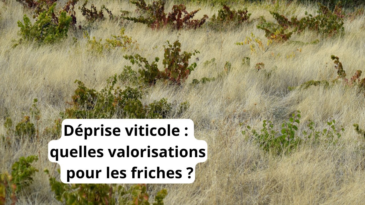 Déprise viticole : quelles valorisations pour les friches ? Exemples de taillis mellifères.