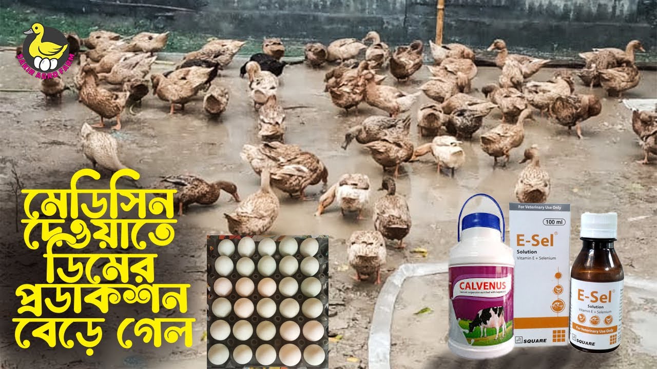 মেডিসিন খাওয়ানোর ডিমের প্রডাকশন বেড়ে গেল || Eagg Production || New video