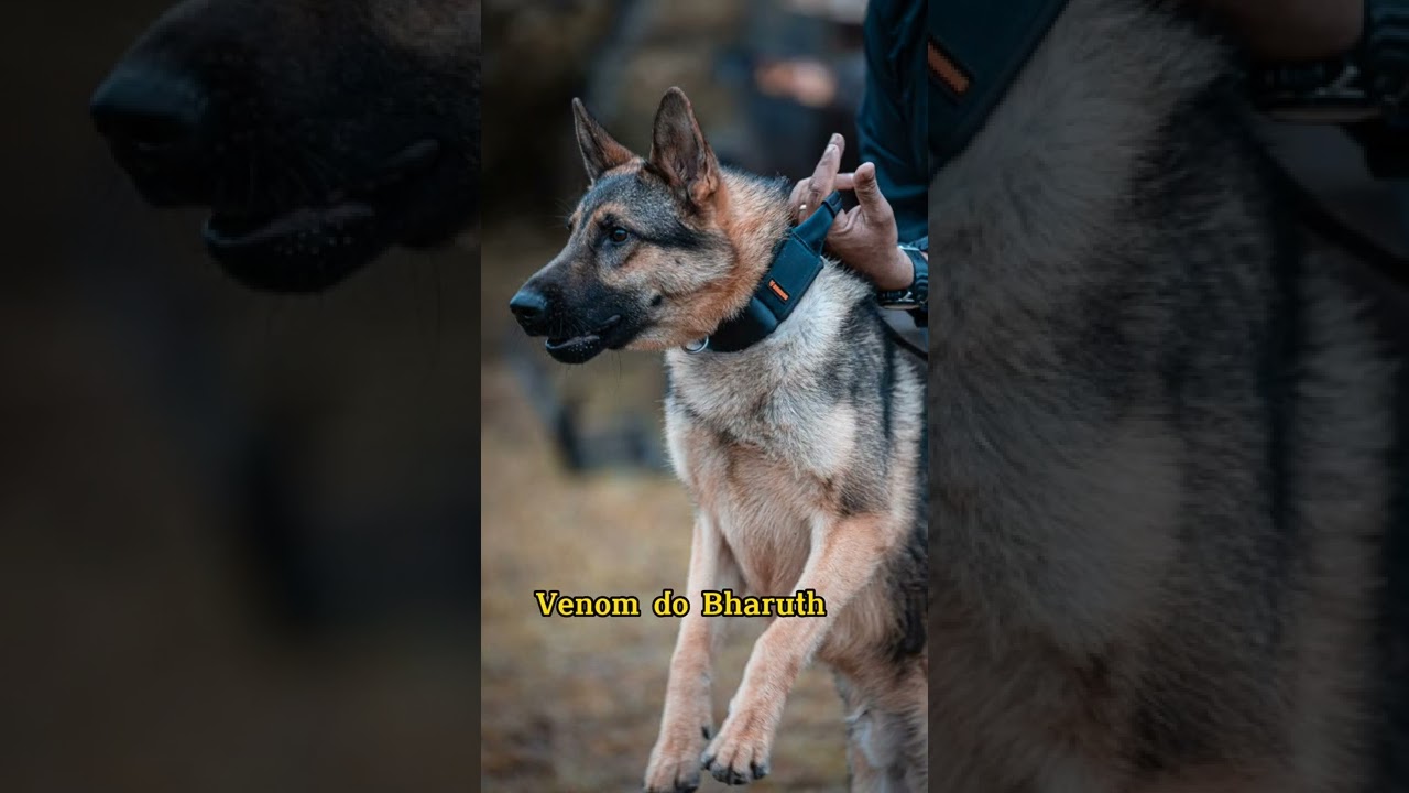 Treino de guarda, obedi&ecirc;ncia para c&atilde;es de trabalho. O melhor para os cachorros de esp&iacute;rito forte.