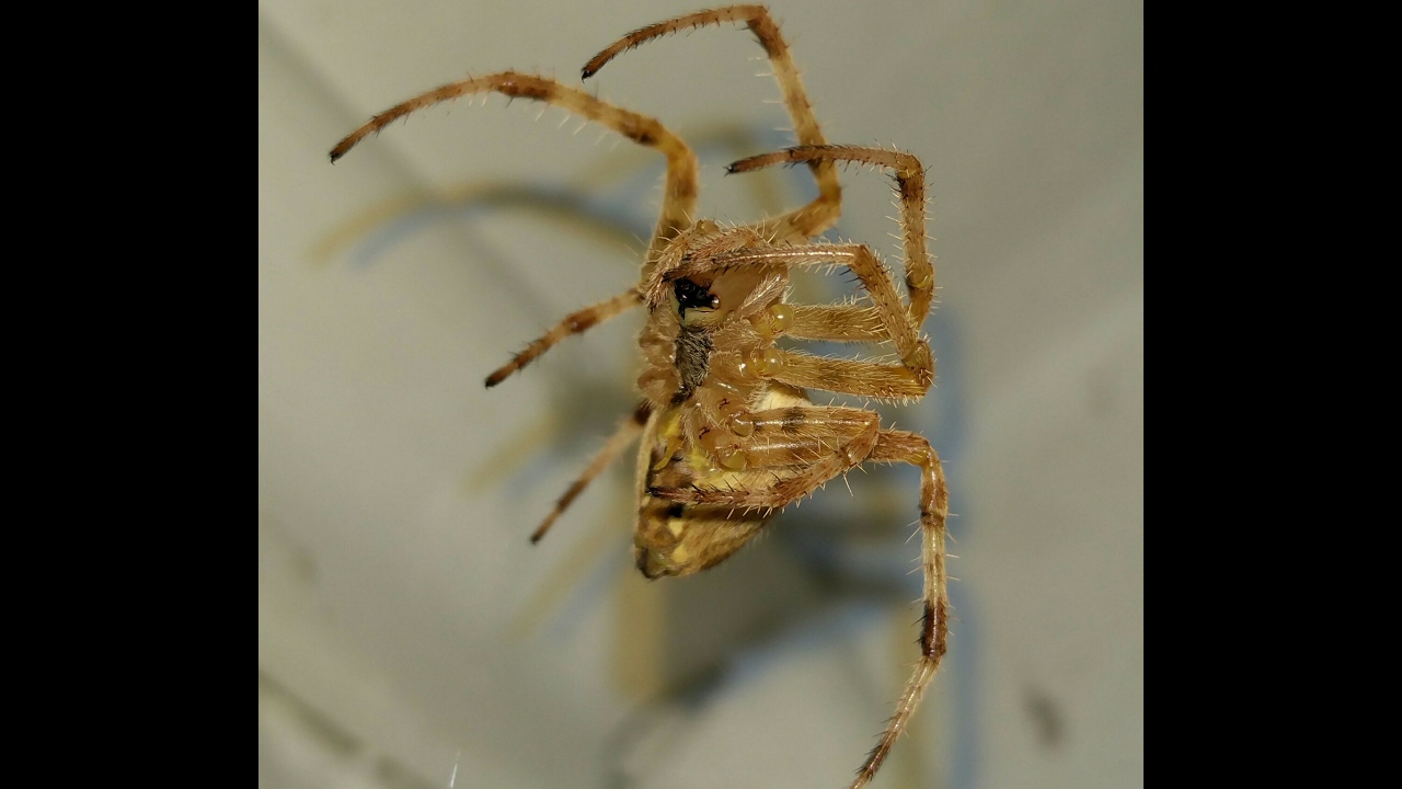 Євстахій. Павук хрестовик домашній. Вечірній моціон. Eustache. House spider. Evening exercise.