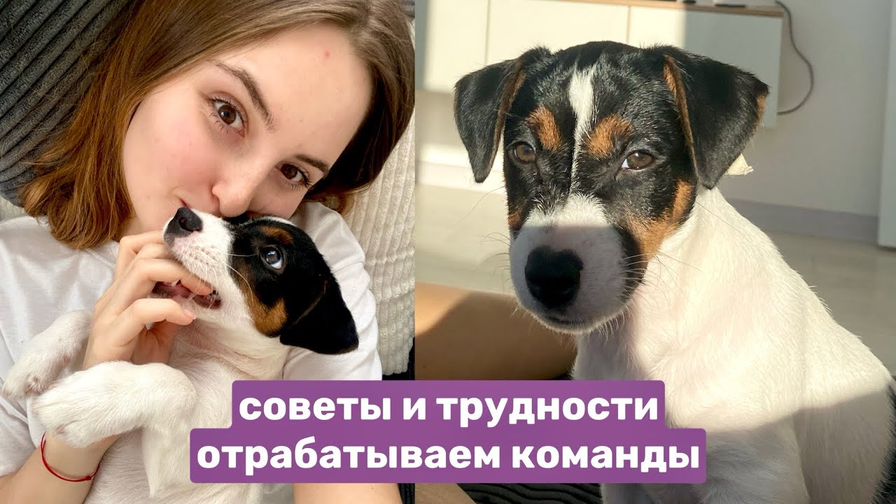 мой день дома С ЩЕНКОМ🐶 Джек-Рассел-терьер 2,5 месяца
