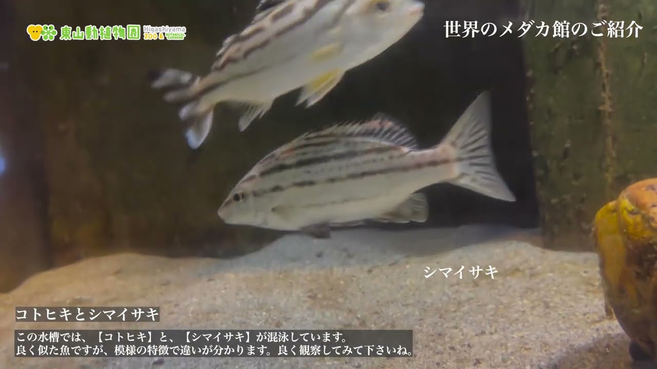 【東山動植物園公式】コトヒキとシマイサキ《 コトヒキ　シマイサキ　世界のメダカ館 》