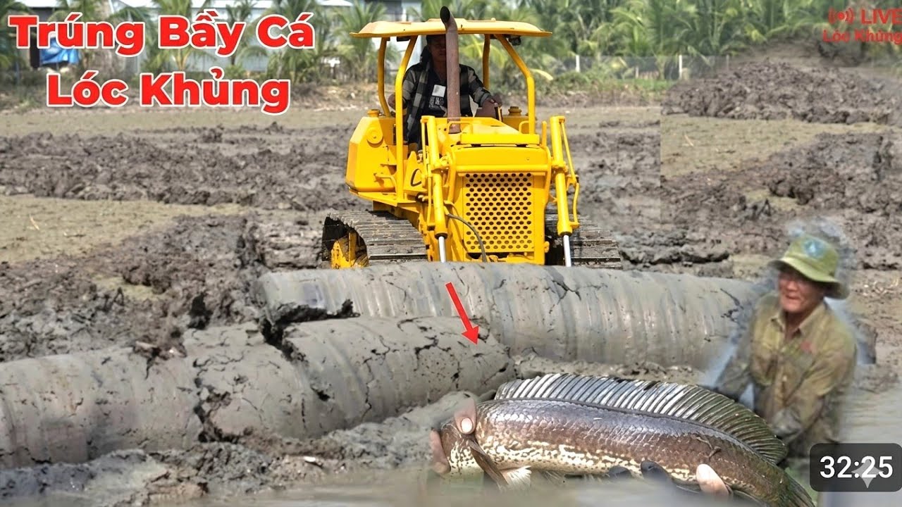 Máy Ủi Hầm Bỏ Hoang Lâu Năm Bắt Quá Nhiều Cá Lóc Và Cá Trê