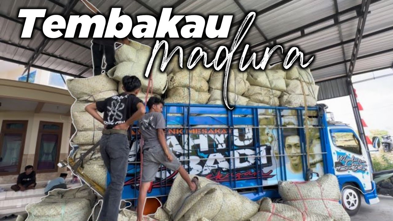KEMBALI OL3NK ?!! TEMBAKAU MADURA