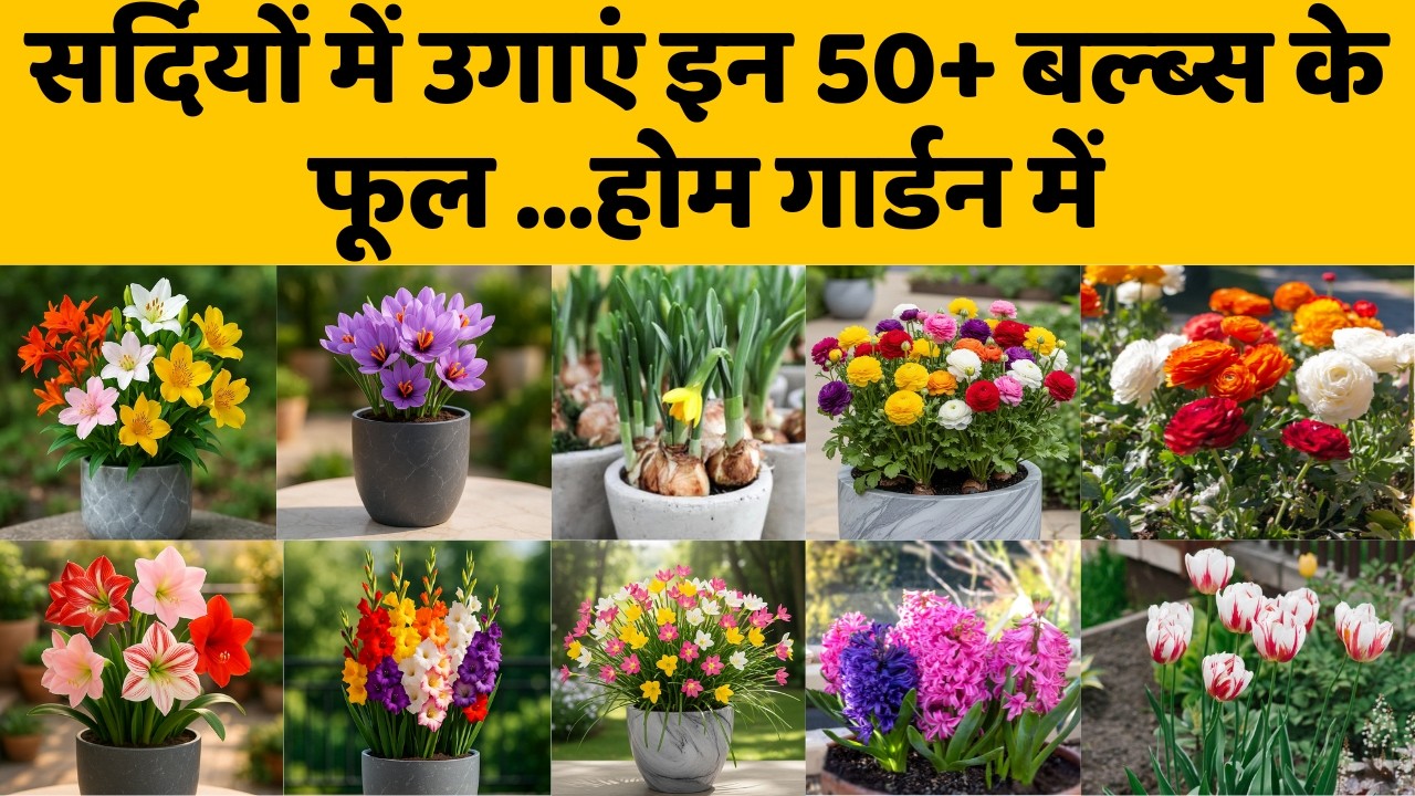 सर्दियों में उगाएं इन 50+ बल्ब्स के फूल ...होम गार्डन में | Winter Flower Bulbs Online India