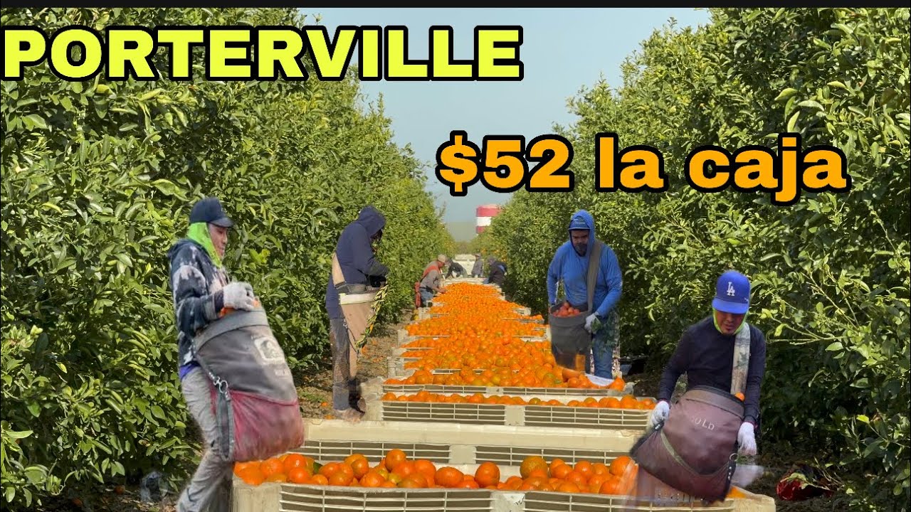 COSECHA DE MANDARINA POR CONTRATO INCREIBLE QUIEREN TODA LA FRUTA QUE NO QUEDE NI UNA EN EL ARBOL 