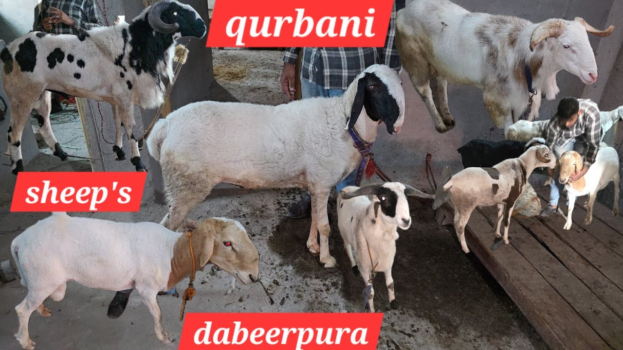 Qurbani ke bade bakre in bagh e jahara | guntur huntle big sheep's available in yaqutpura