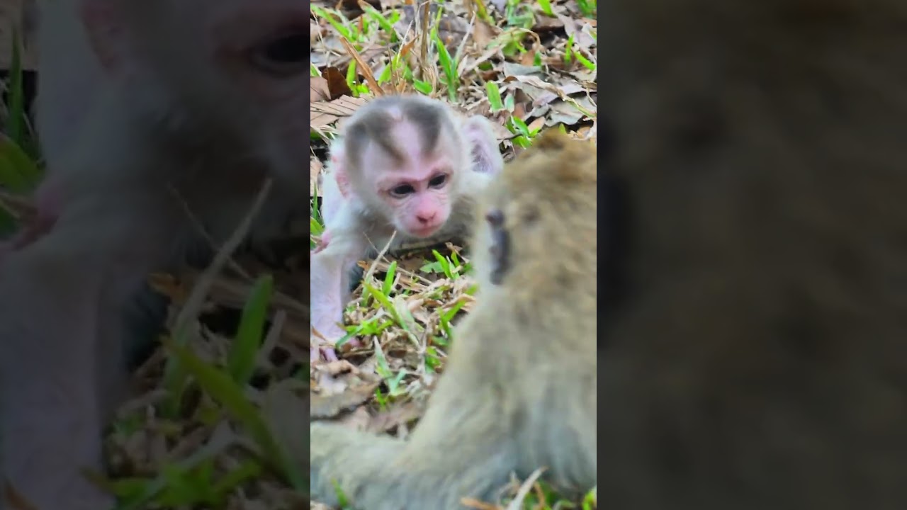 adorable beautiful baby monkey Levy moment  #baby #monkey #wildlife #reels   #viral