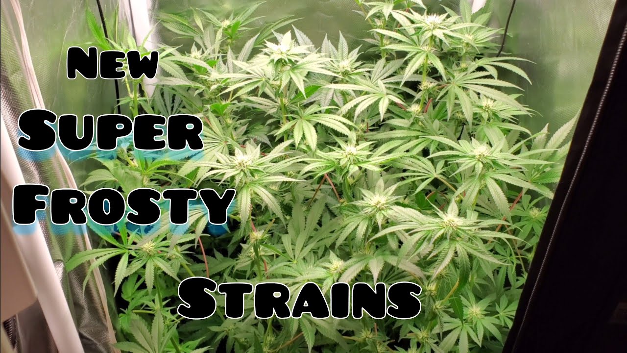 2x2 Grow Tent Time lapse of my New Crazy Frosty strains from veg till Day 24 Flower under The SP150