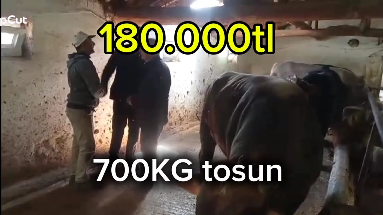 SIKI PAZARLIK 700KG TOSUN / HAYIRLI OLSUN