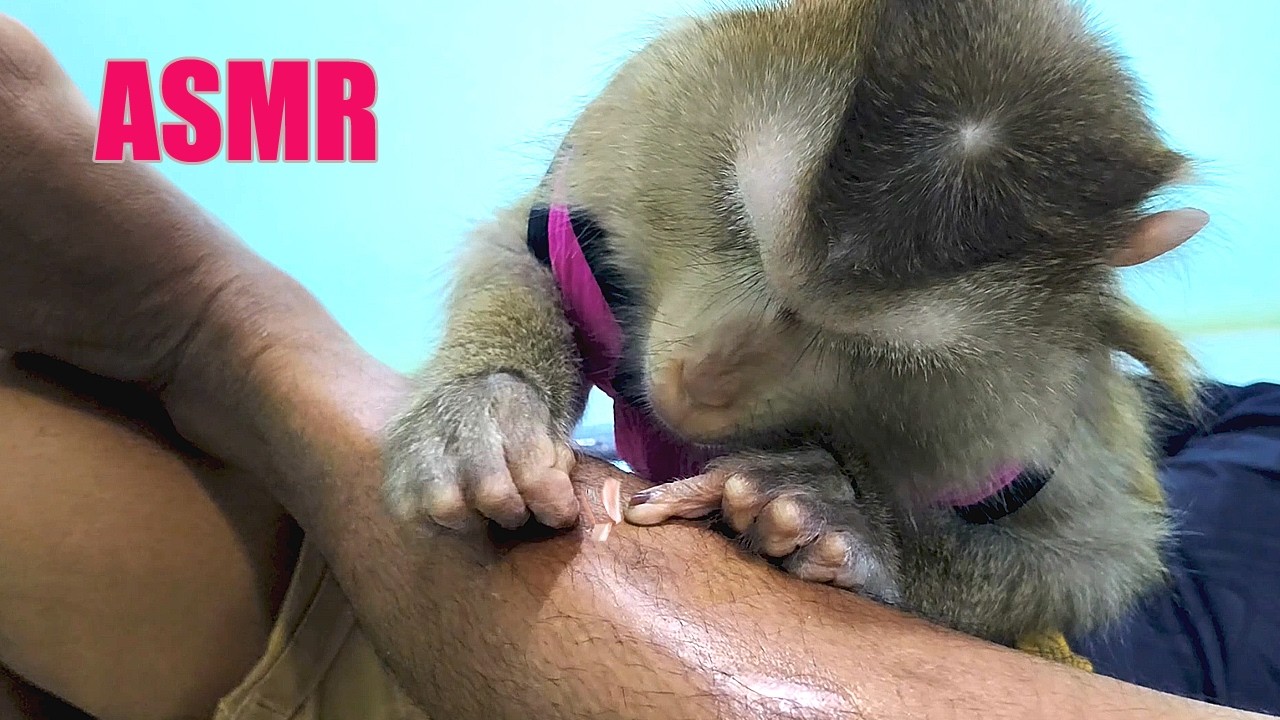 ASMR Deep Skin Tingles Cleaning | Monkey Grooming & Peeling Dead Cells on Leg (No Talking)