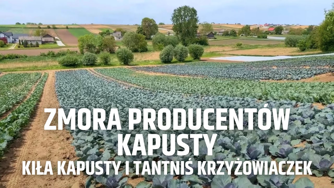 Kiła kapusty i tantniś krzyżowiaczek – zmora producentów kapusty