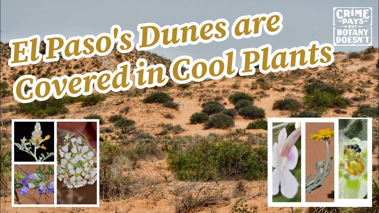 The El Paso Dunes Are Covered in Cool Plants