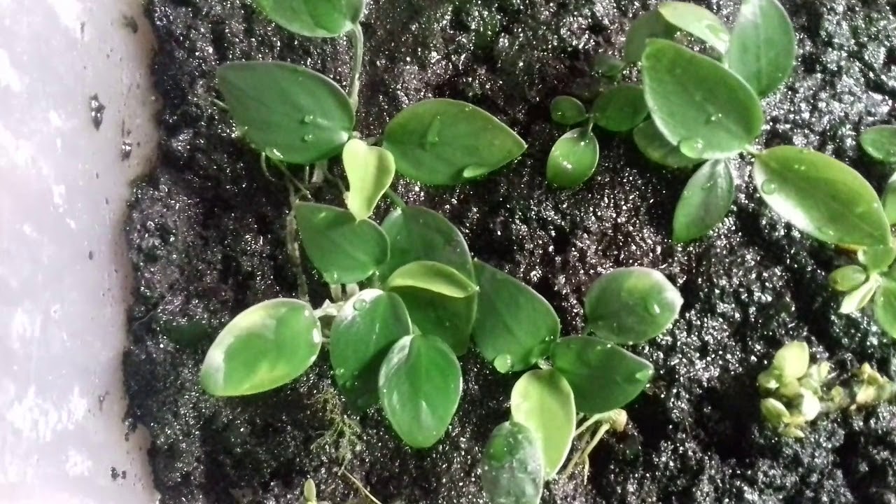 Daily#3 Anubias z hodowli emersyjnej ? Jaki efekt ! :O
